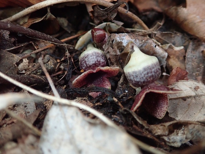 Asarum asperum photo 4