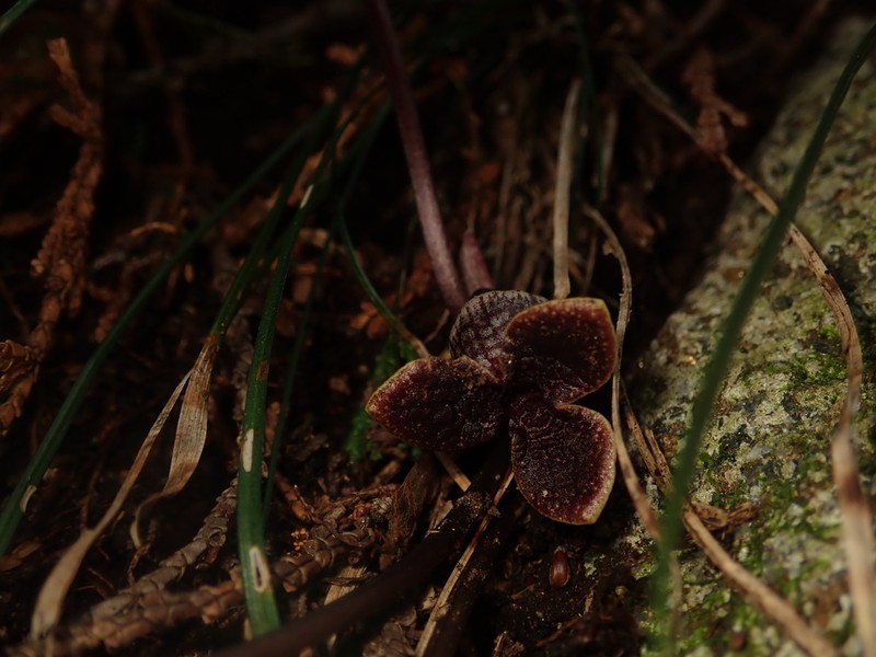 Asarum asperum photo 5