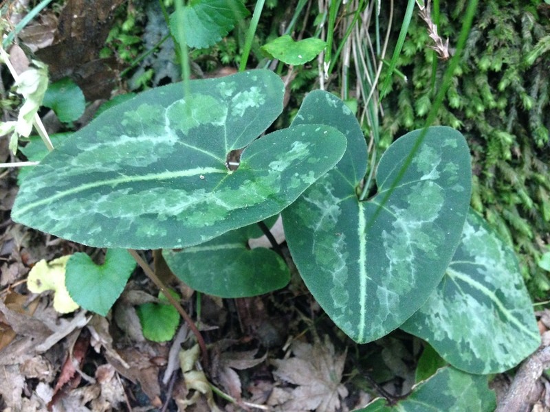 Asarum asperum photo 6