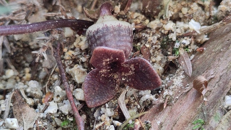 Asarum asperum photo 7