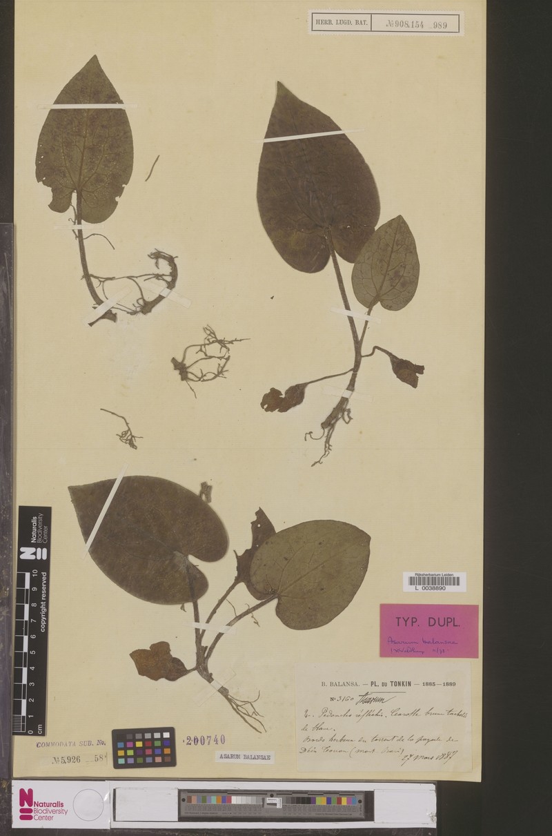 Asarum balansae