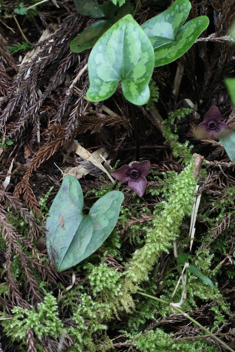 Asarum blumei