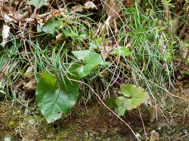 Asarum blumei photo 3