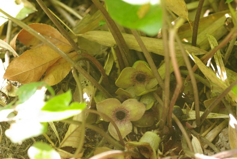 Asarum blumei photo 4