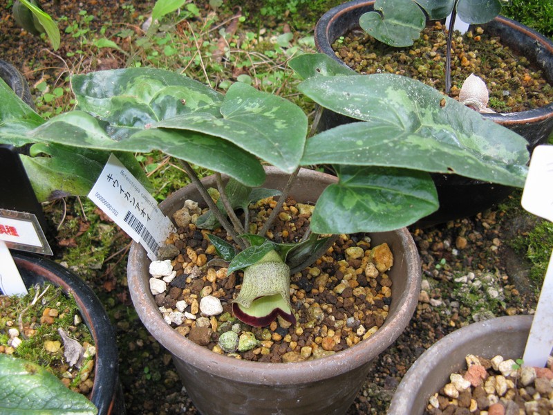Asarum campaniflorum