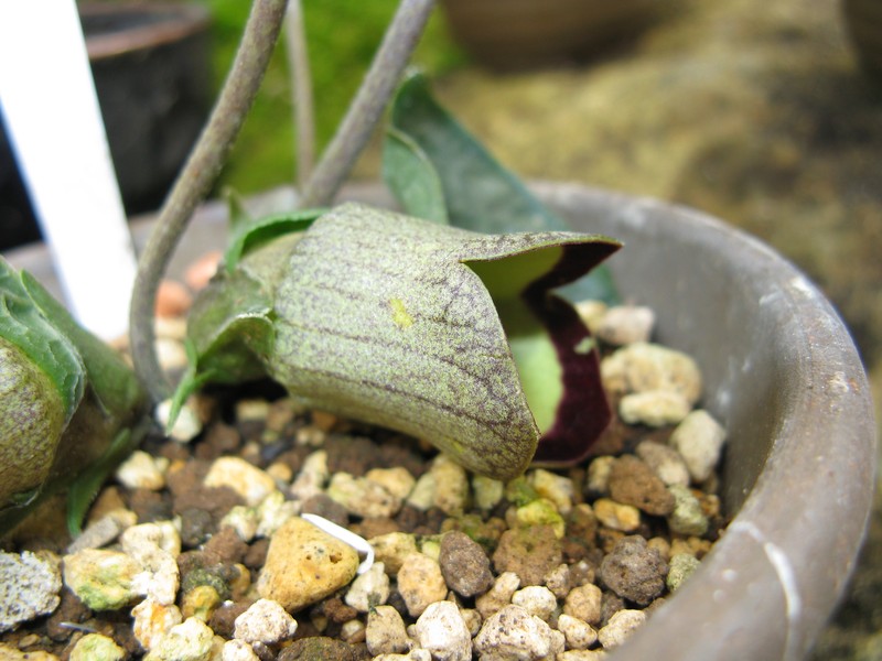 Asarum campaniflorum photo 2
