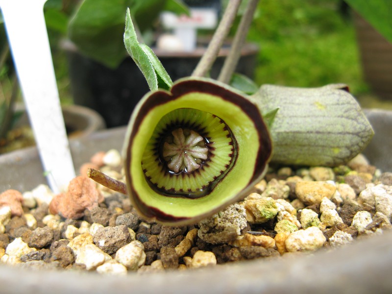 Asarum campaniflorum photo 3