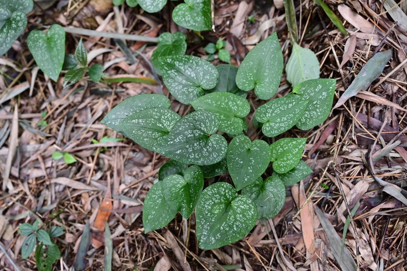 Asarum cardiophyllum photo 2