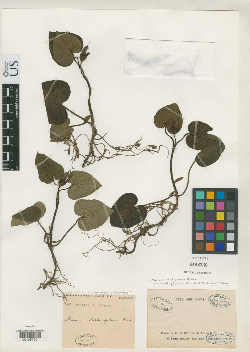 Asarum cardiophyllum