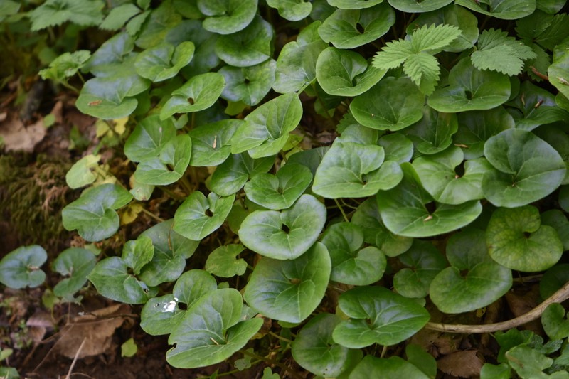 Asarum caucasicum photo 2