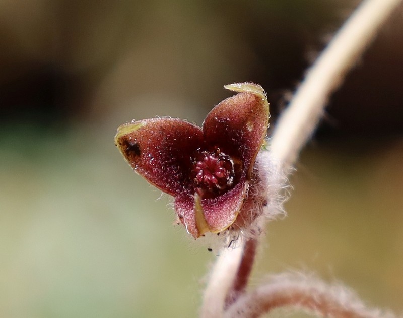 Asarum caucasicum photo 3