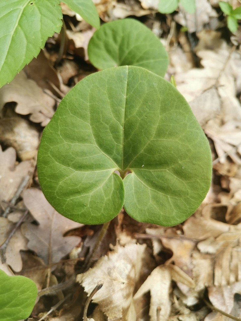 Asarum caucasicum photo 4