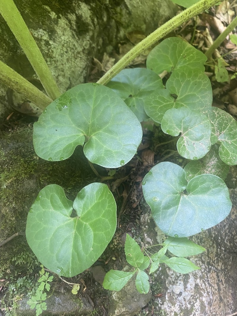 Asarum caucasicum photo 5