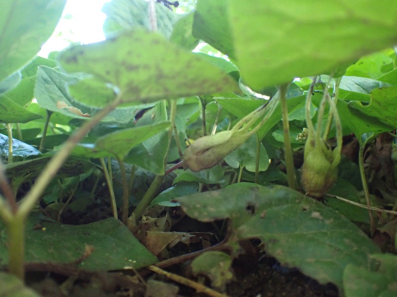 British Columbia Wildginger photo 6