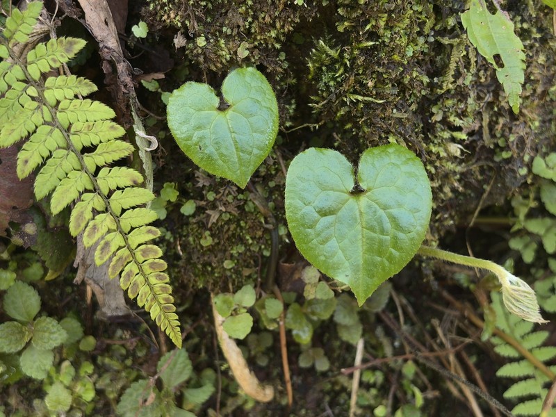 Asarum caudigerellum