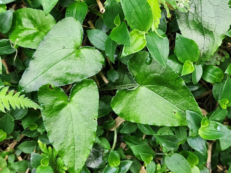 Asarum caudigerum