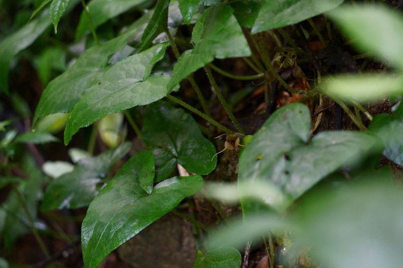 Asarum caudigerum photo 2