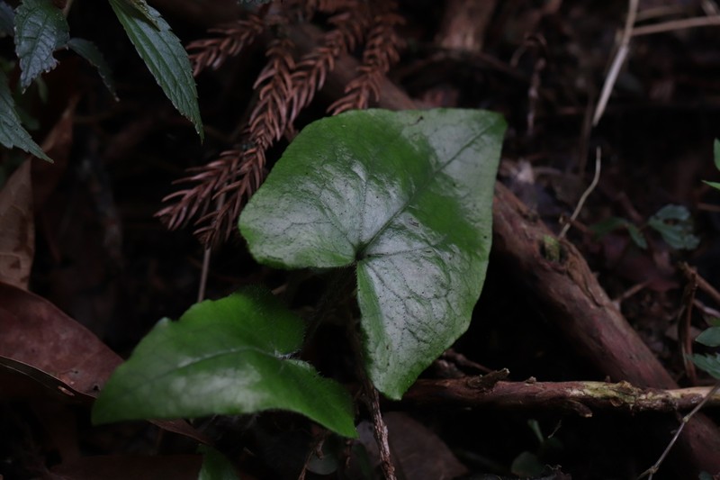 Asarum caudigerum photo 3