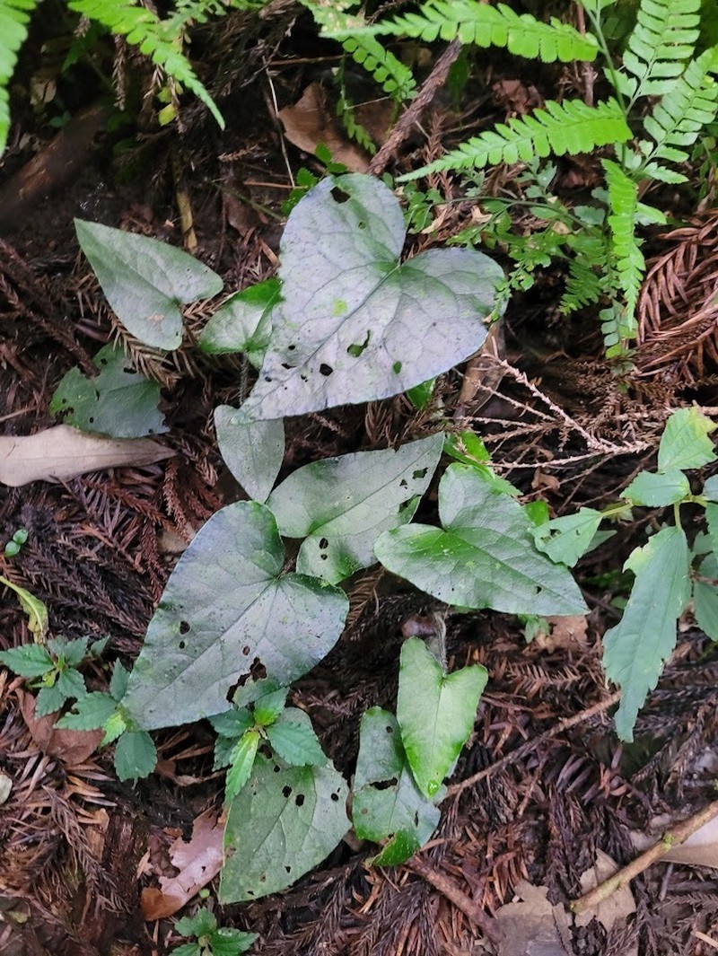 Asarum caudigerum photo 5
