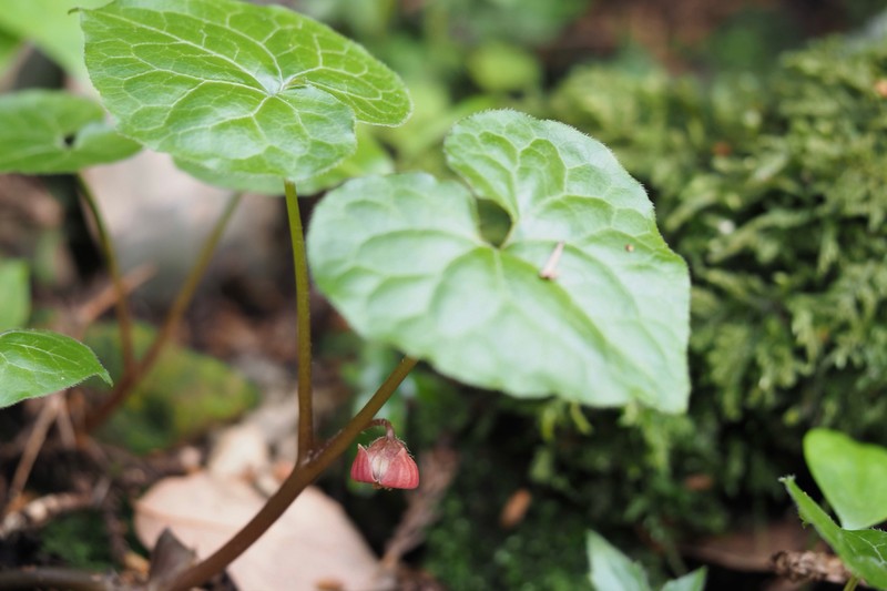 Asarum caulescens