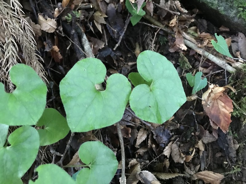 Asarum caulescens photo 2