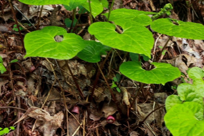 Asarum caulescens photo 3