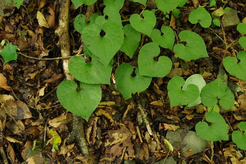 Asarum caulescens photo 5