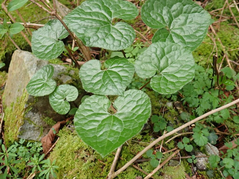 Asarum caulescens photo 6