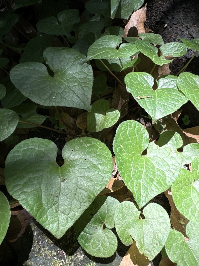 Asarum caulescens photo 8