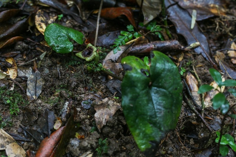 Asarum celsum photo 2