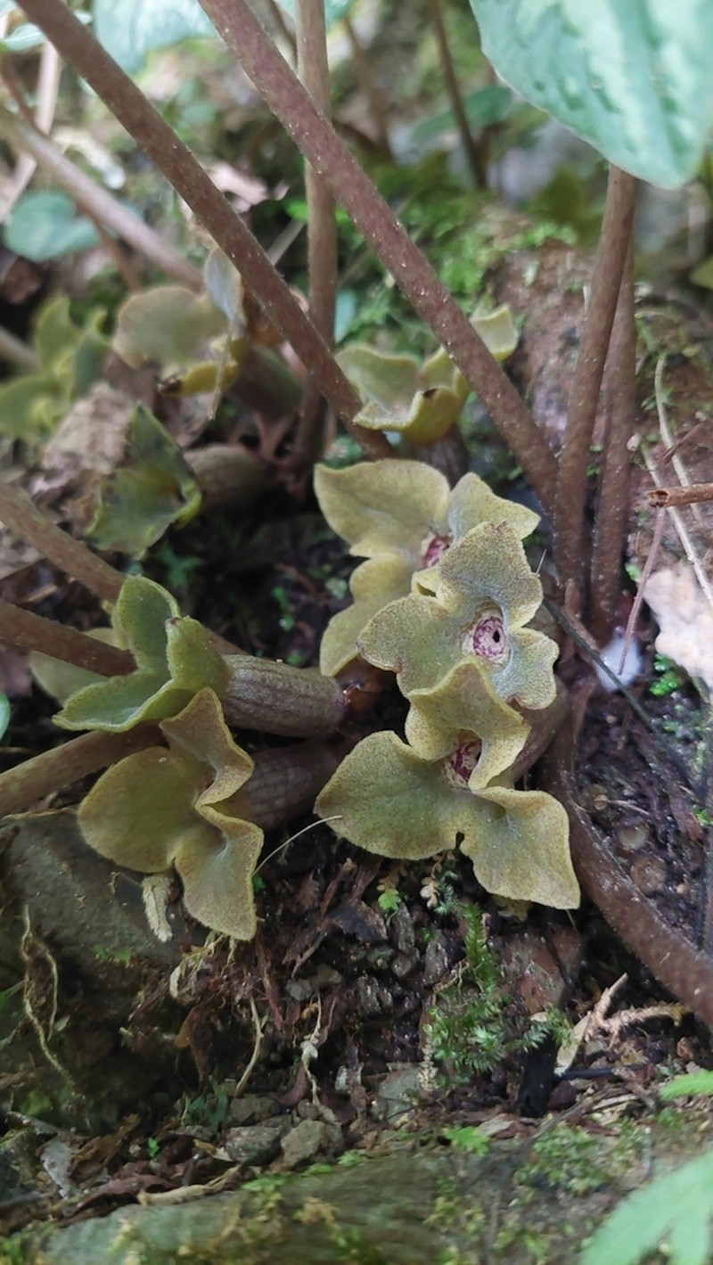 Asarum chatienshanianum