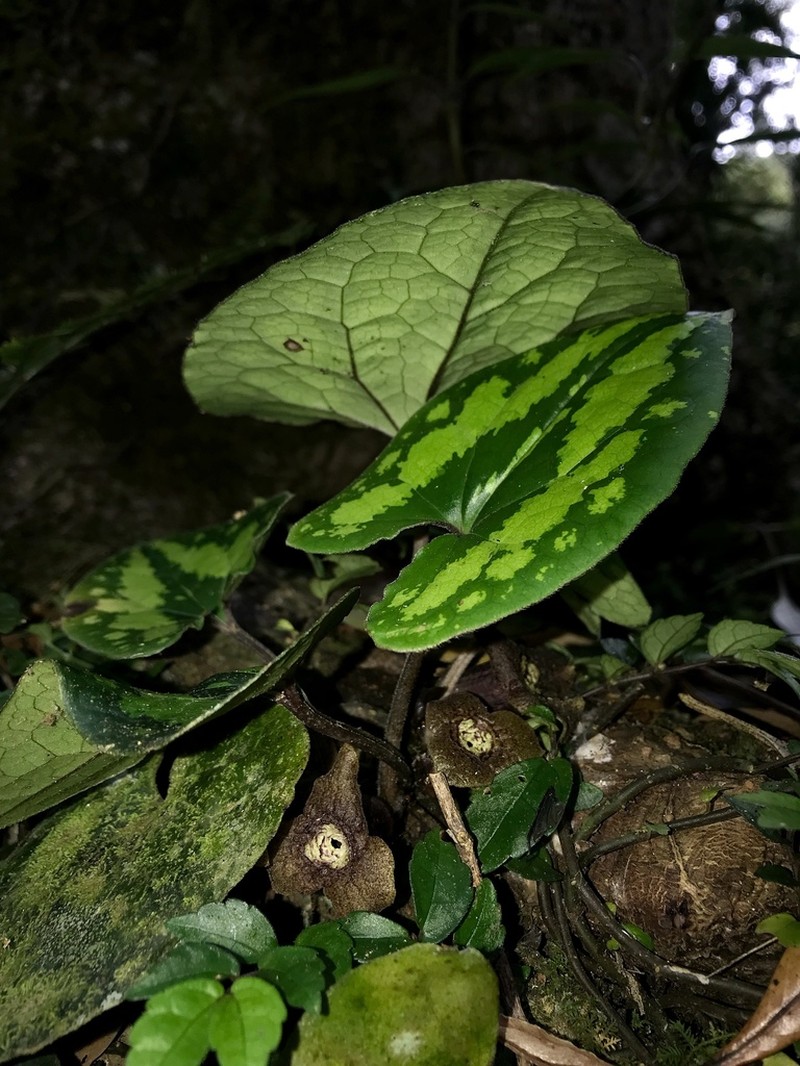 Asarum chatienshanianum photo 2