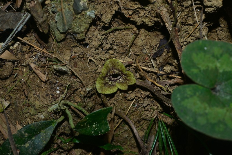 Asarum chatienshanianum photo 3