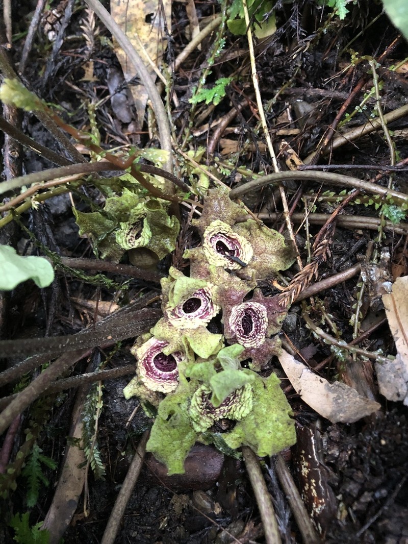 Asarum chatienshanianum photo 4