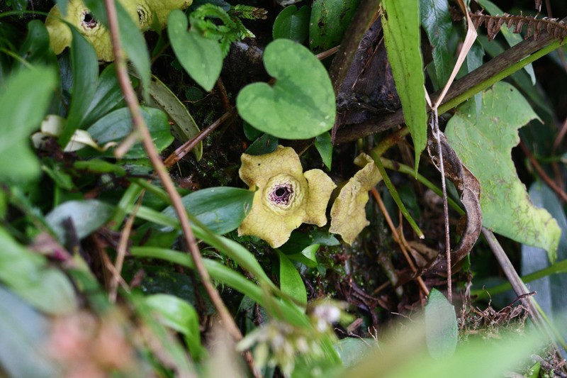 Asarum chatienshanianum photo 5