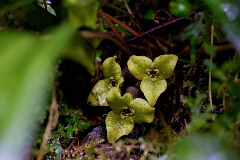Asarum chatienshanianum photo 6