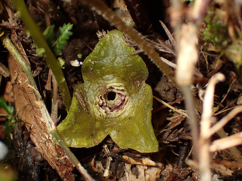 Asarum chatienshanianum photo 8