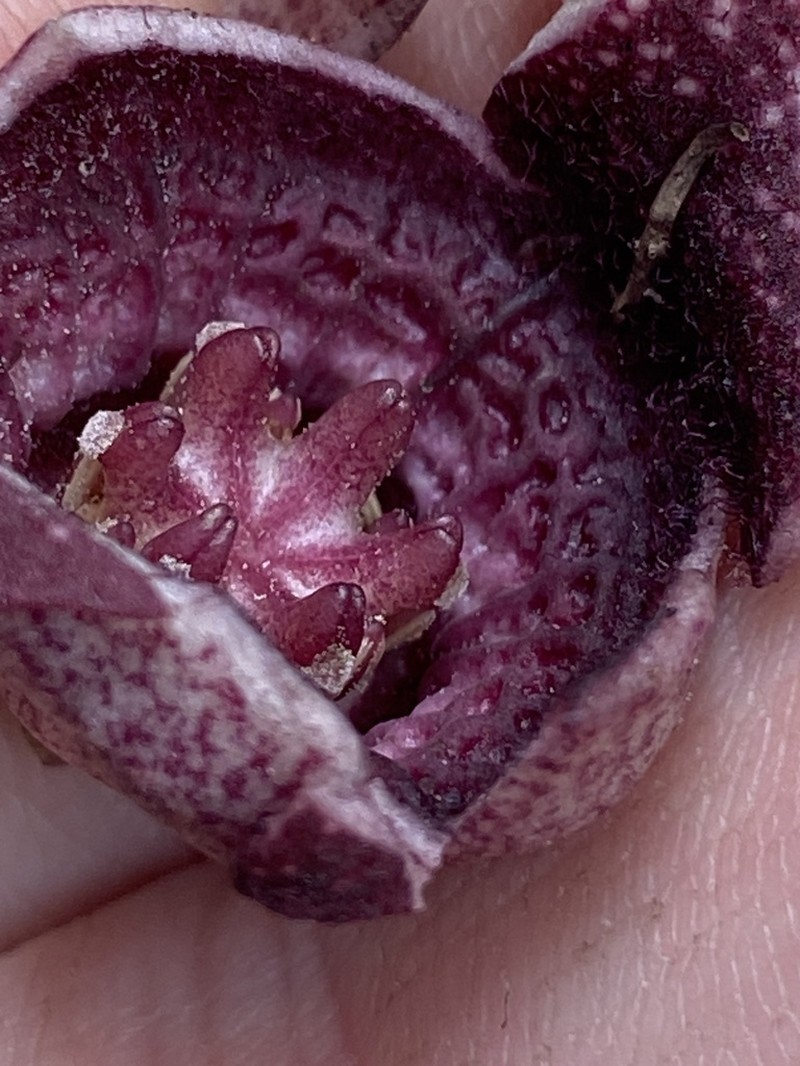 Asarum chueyi
