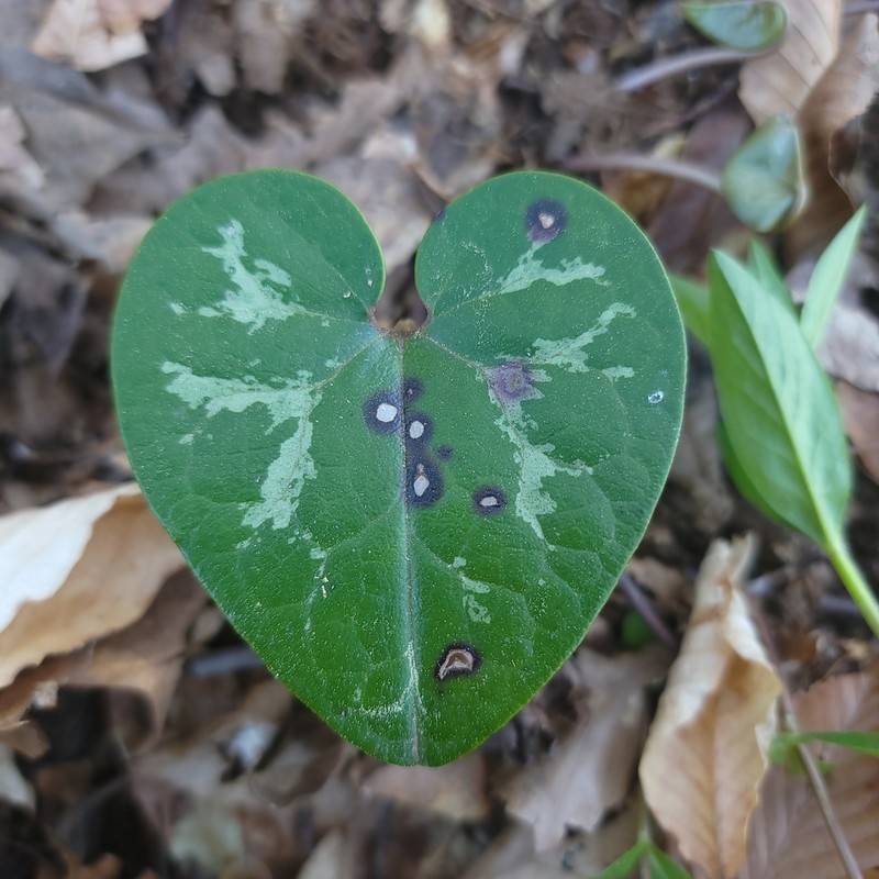 Asarum chueyi photo 2