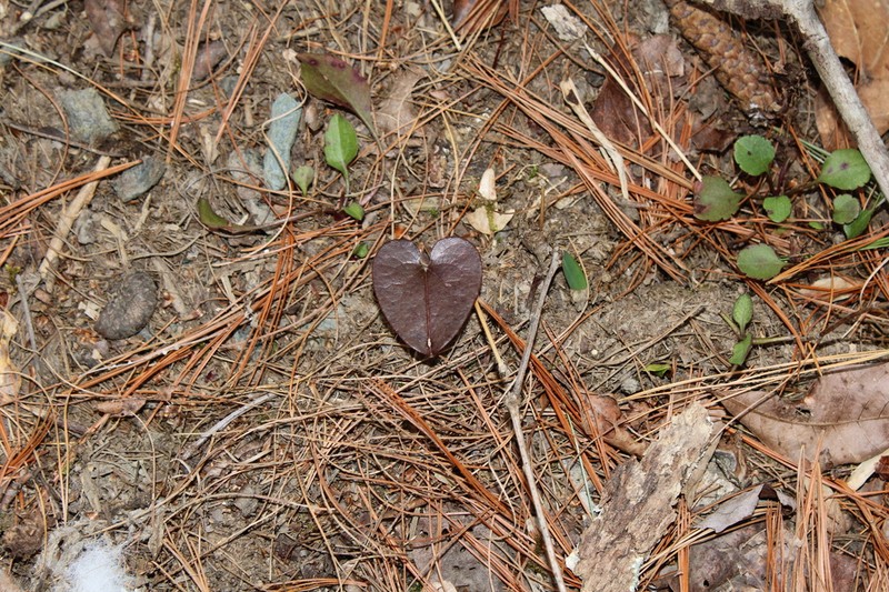 Asarum chueyi photo 3
