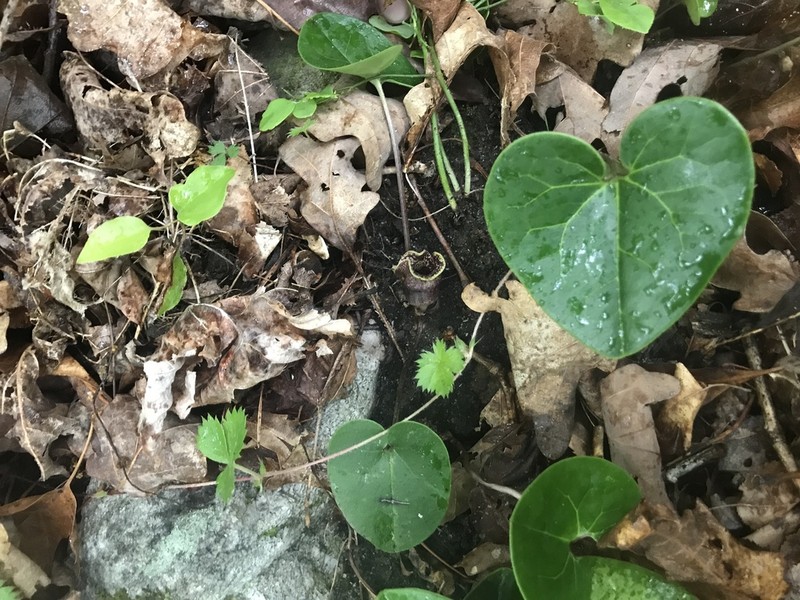 Asarum chueyi photo 4