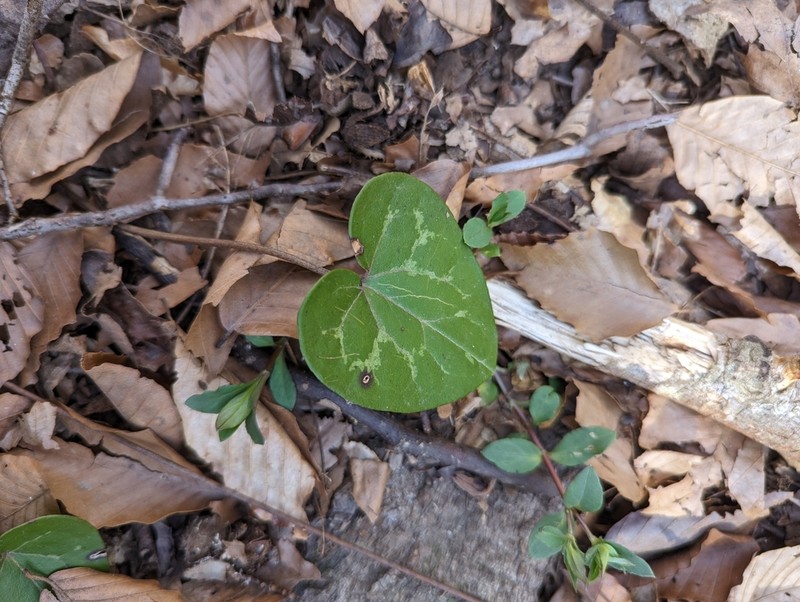 Asarum chueyi photo 5