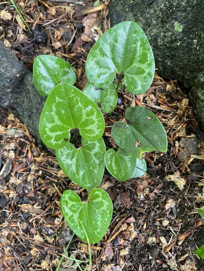 Asarum chueyi photo 6