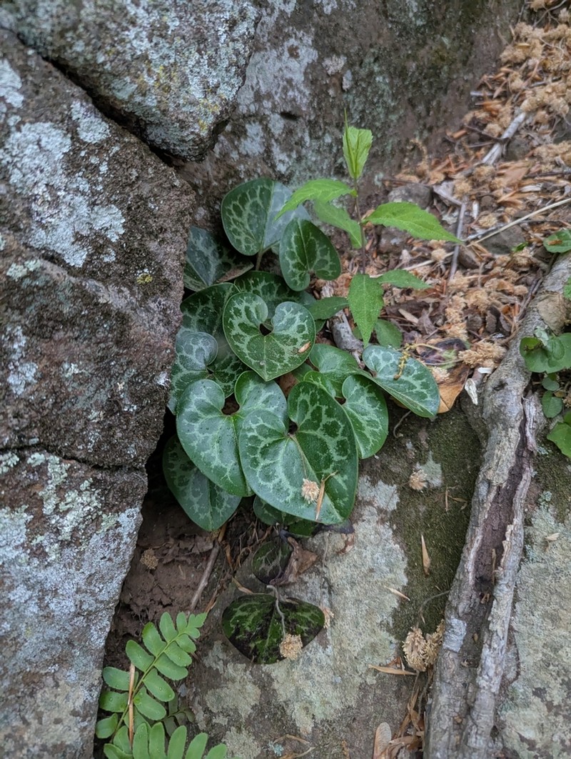 Asarum chueyi photo 7