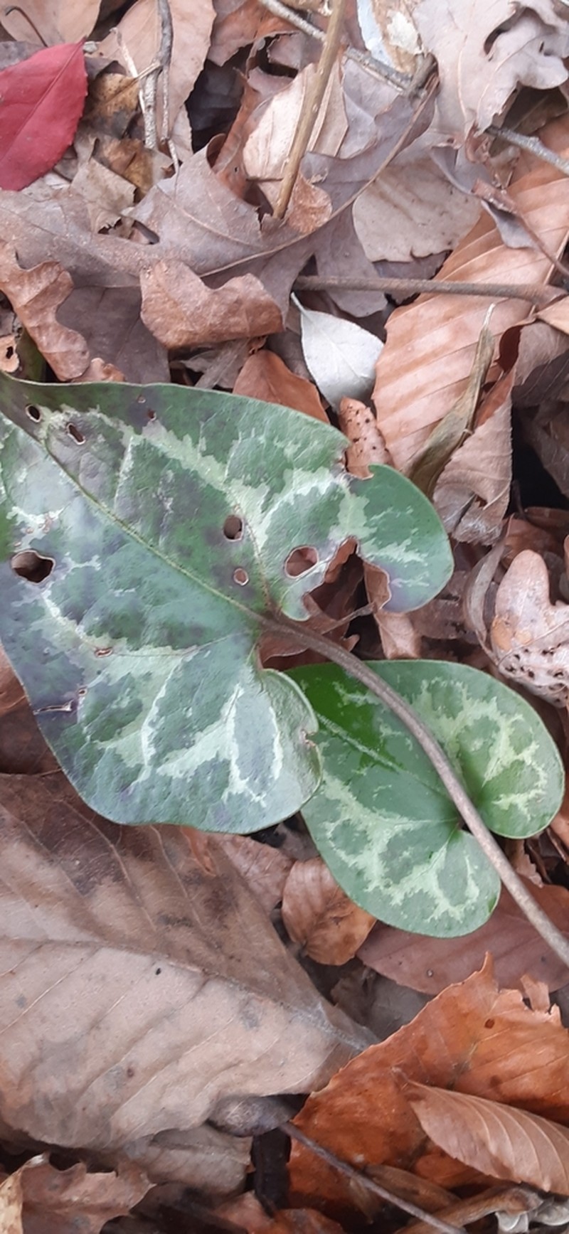 Asarum chueyi photo 8