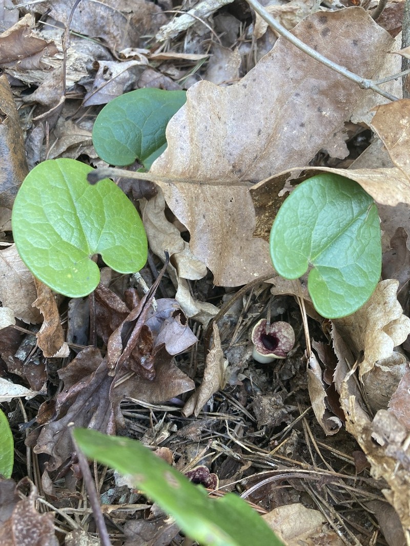 Mountain Heartleaf