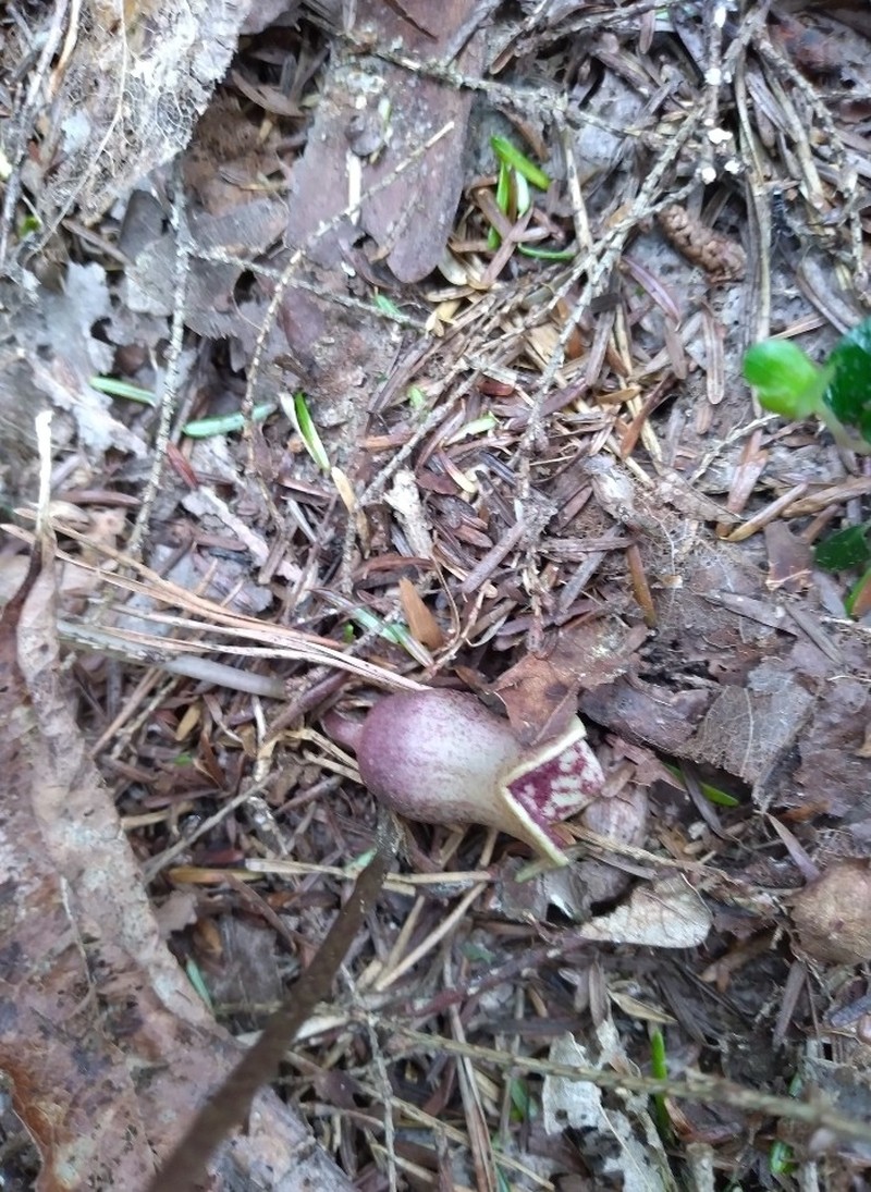Mountain Heartleaf photo 3