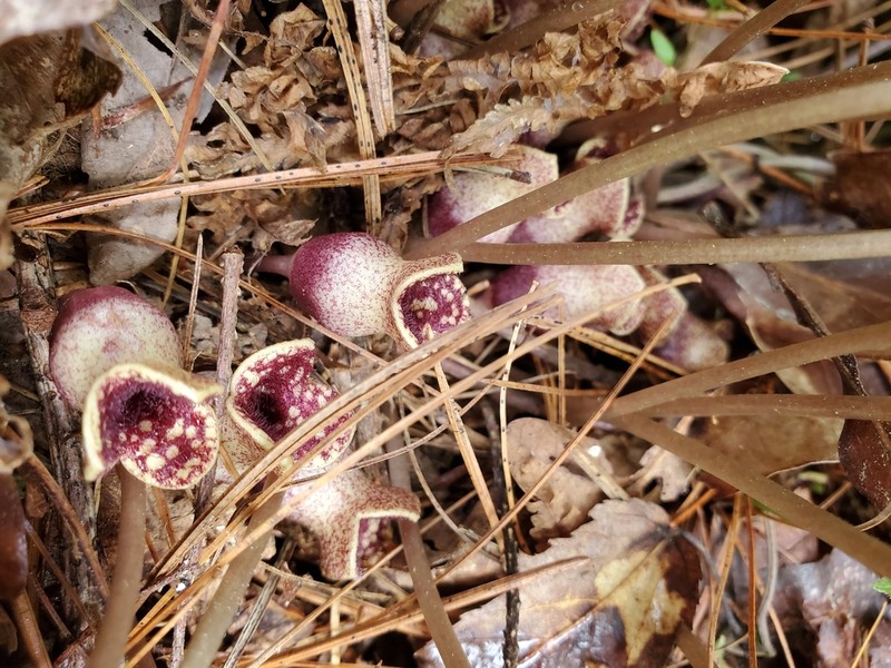 Mountain Heartleaf photo 4