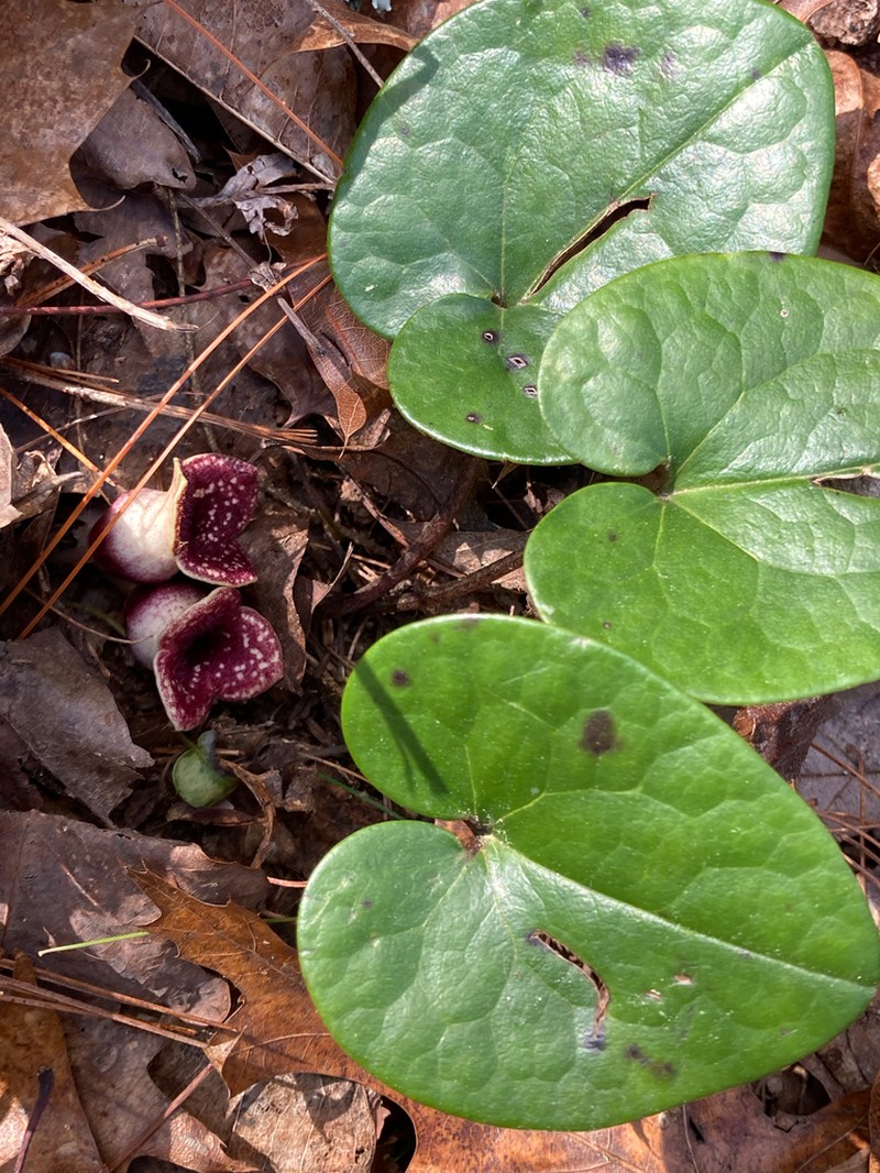 Mountain Heartleaf photo 5