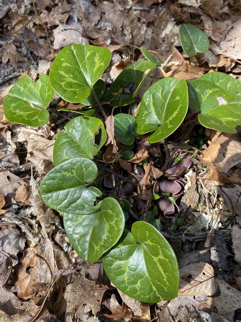 Mountain Heartleaf photo 6